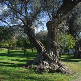 olivos centenarios Orgiva