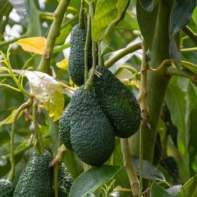aguacates productos ecológicos alpujarra
